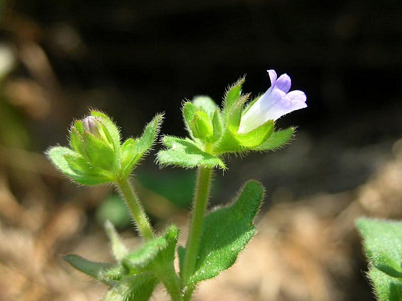 Campanula erinus L. / Campanula minore